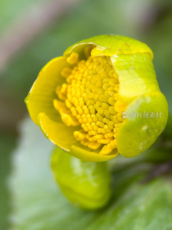 Caltha palustris / Swamp yellow Flower的极端特写